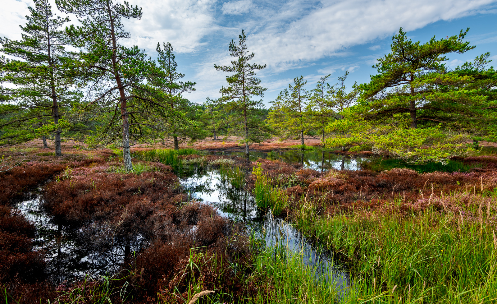 Torflandschaft in Jütland bei Skagen