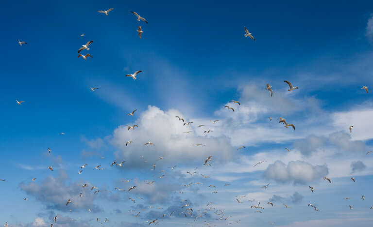 Wolken und Möwen über Skagen