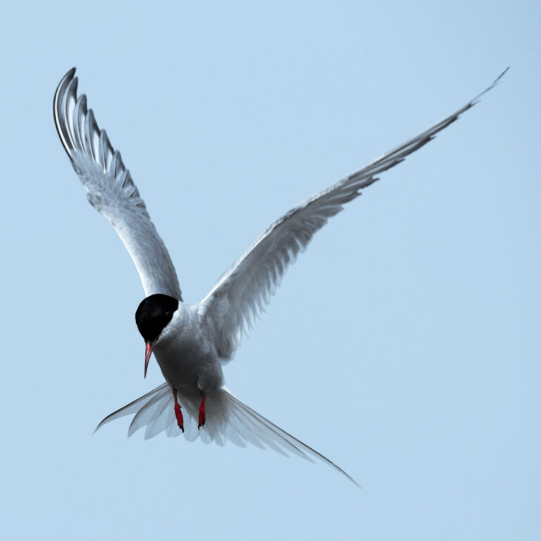 Seeschwalbe II