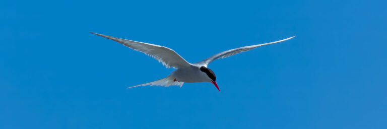 Seeschwalbe im ruhigen Flug
